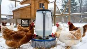 heated chicken waterer